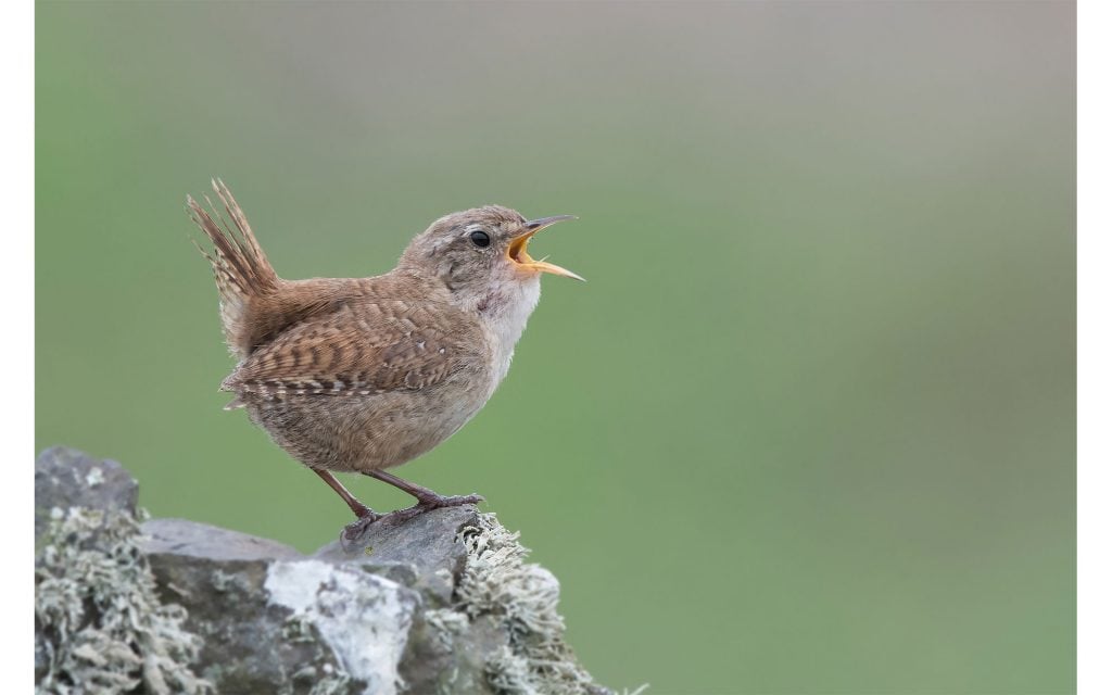 bird that hates grapes