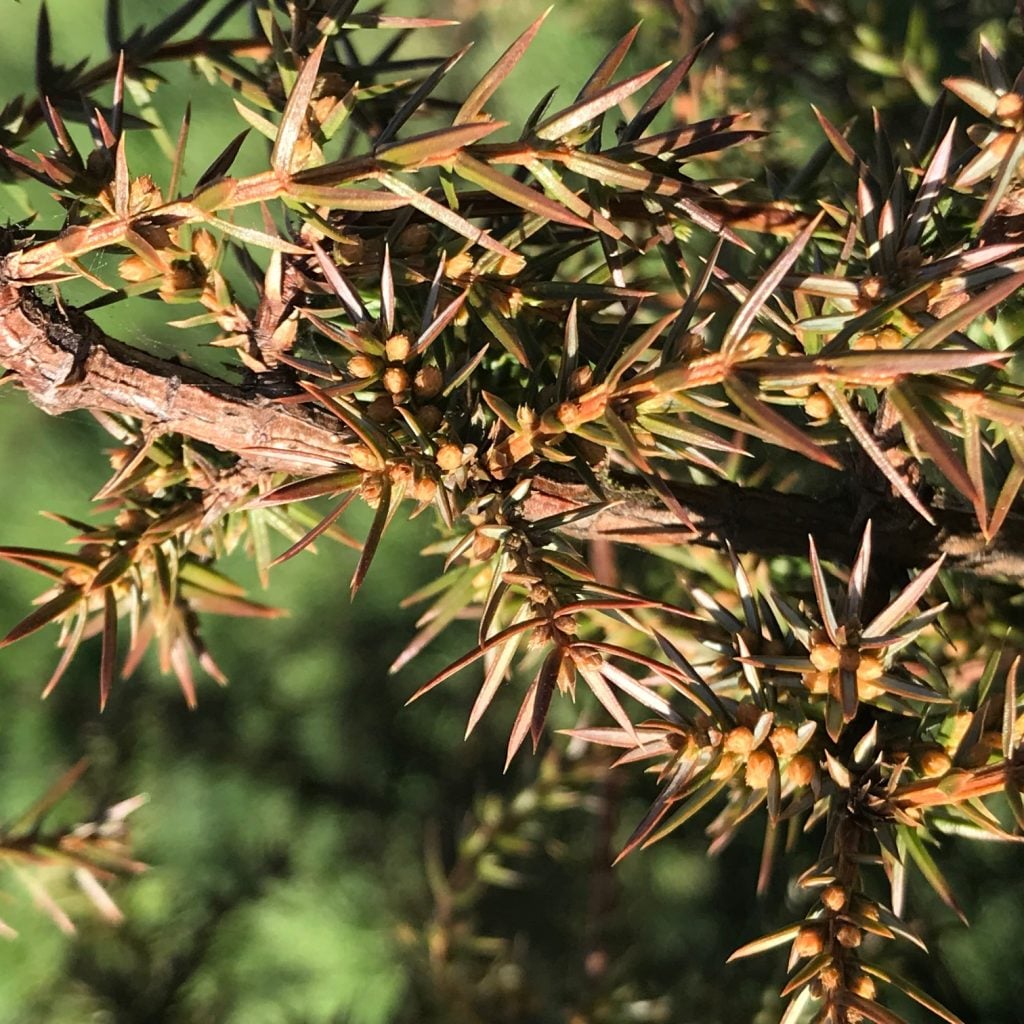 Juniper berries at Ramsbury