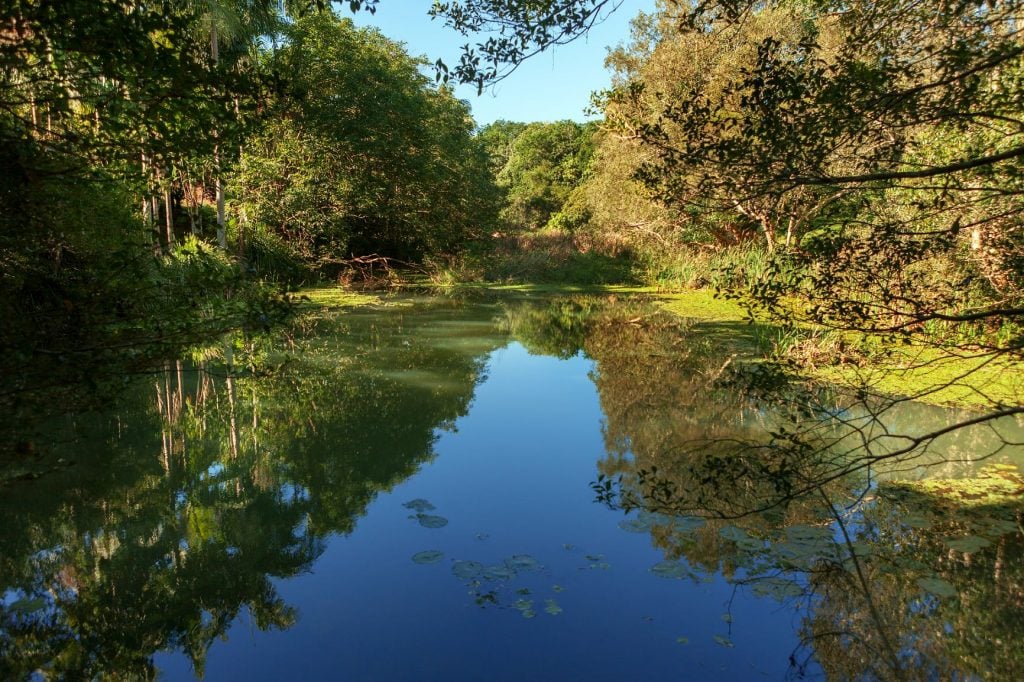 Rainforest, Byron Bay Region