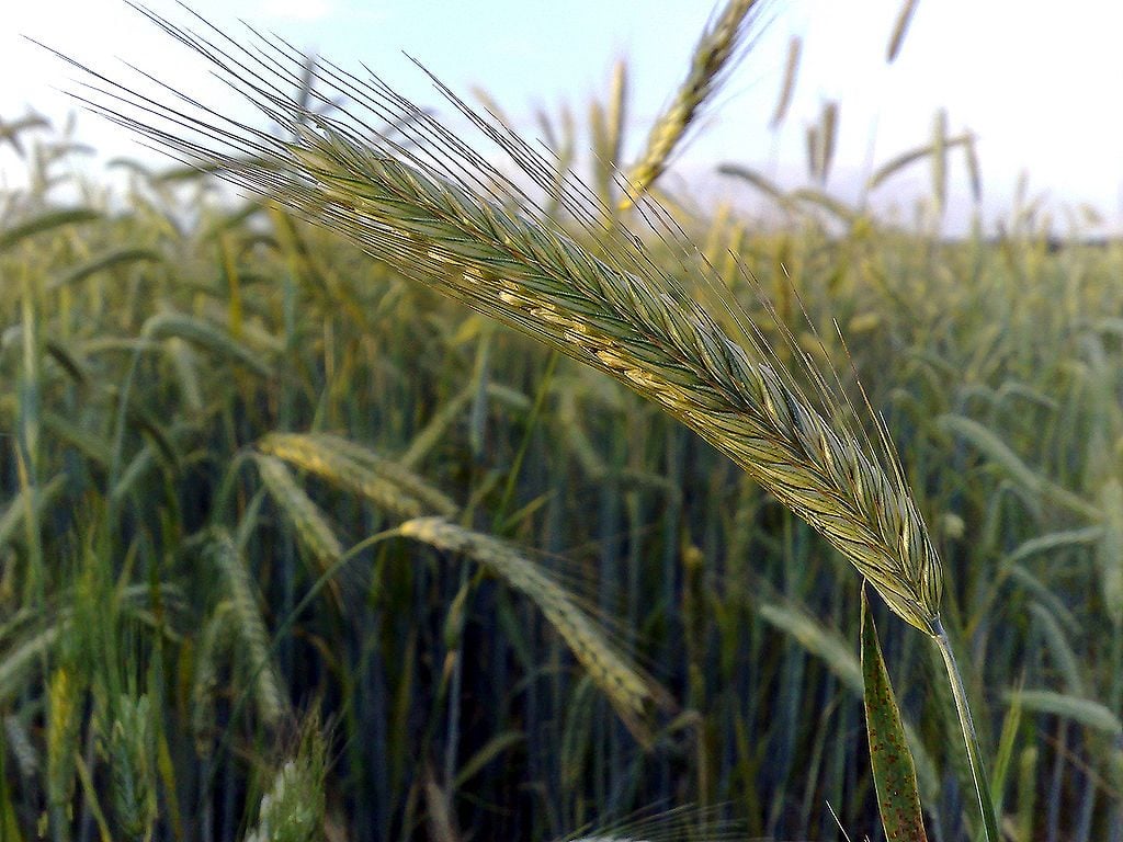 Rye cereal in a field