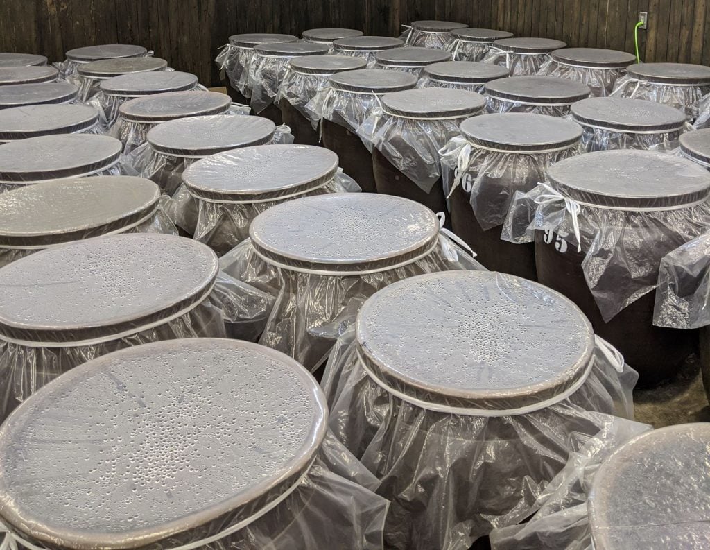 Awamori ageing in clay jars