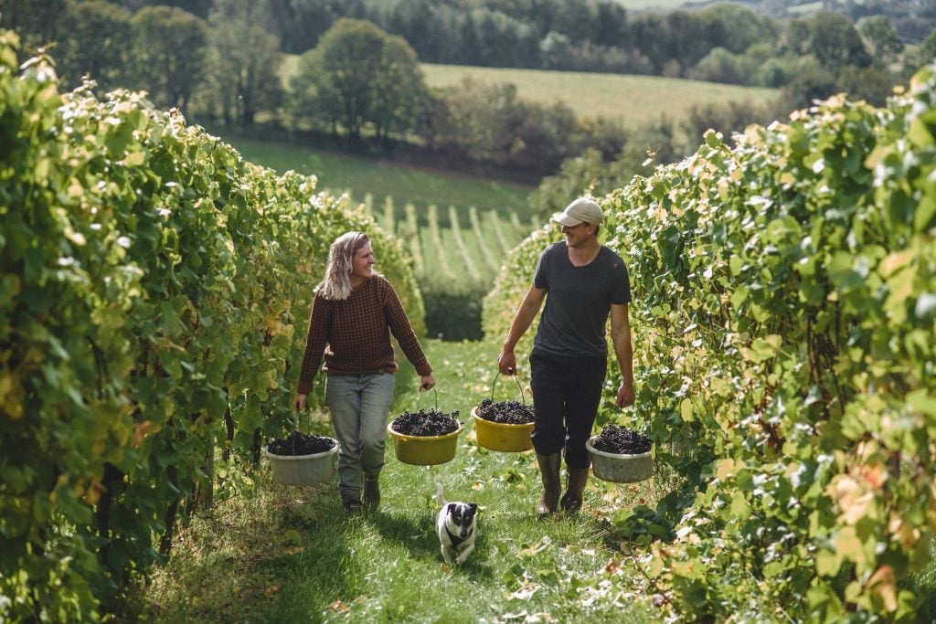 Grape picking at Sharpham