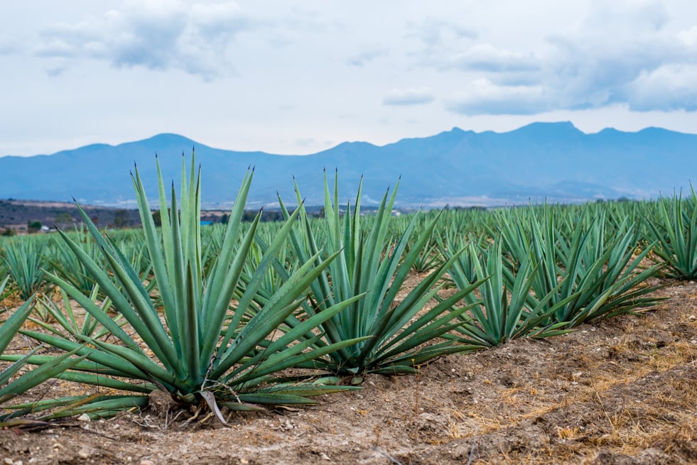 Mezcal Amores Lifestyle 2