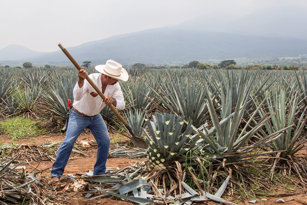 agave