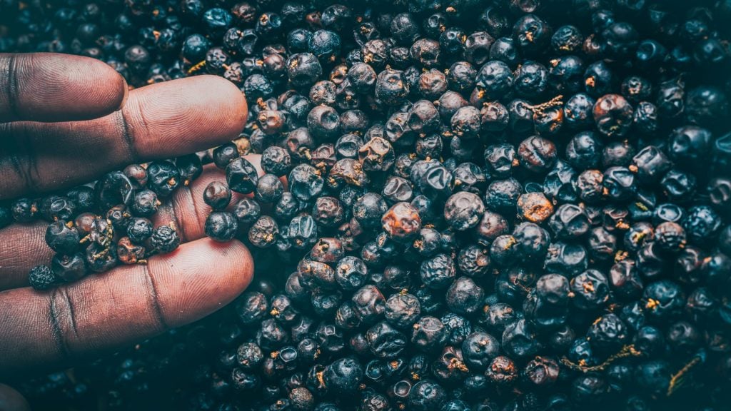 Procera African juniper