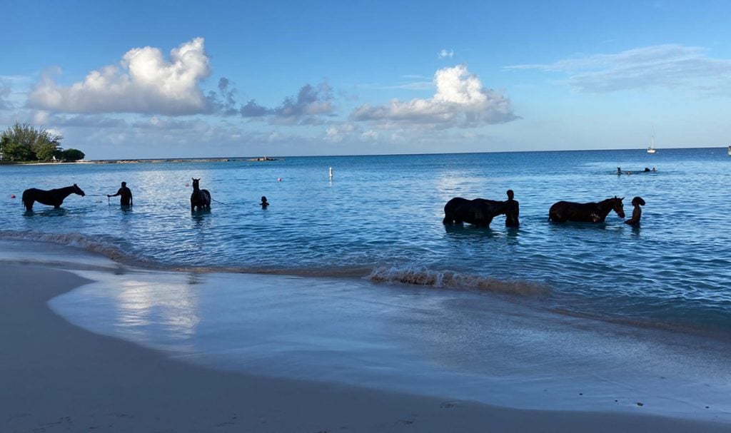 Barbados rum experience