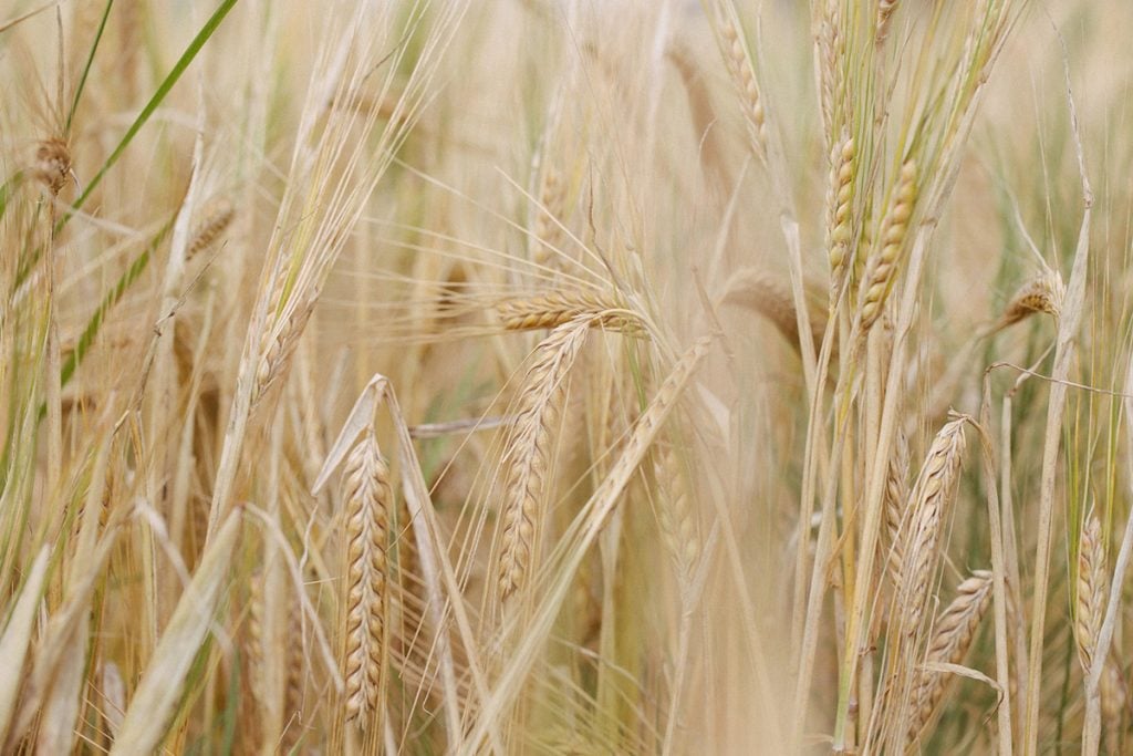 The barley that makes Kingsbarns whisky