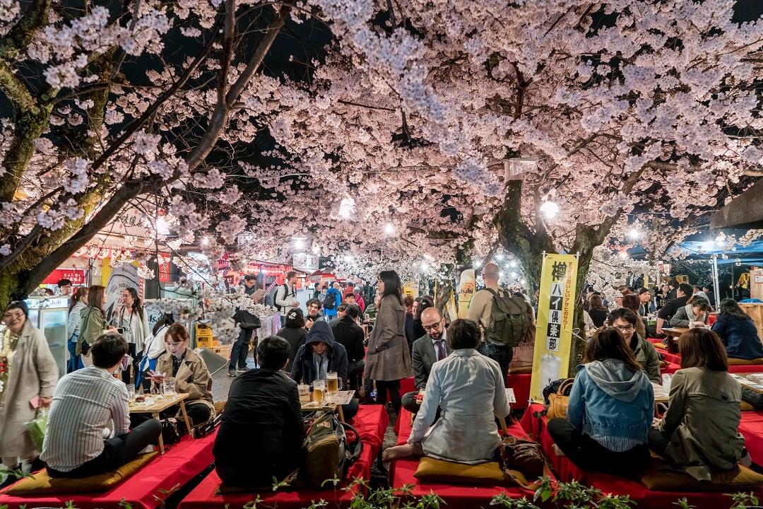 Japan crowds enjoy the spring cherry blossoms in Kyoto by partaking in seasonal night Hanami festivals in Maruyama Park at Kyoto, Japan.