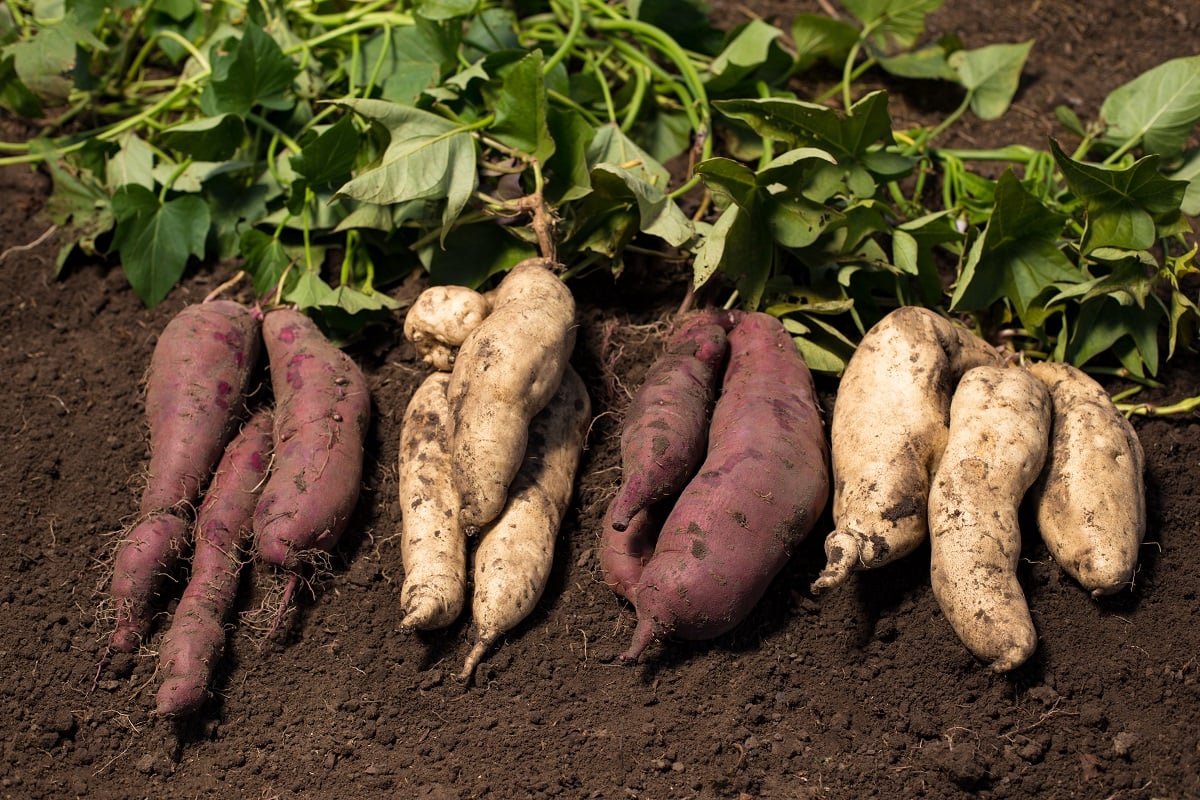 Bunches of purple and white sweet potatoes with green leaves attached, displayed in a row on brown earth