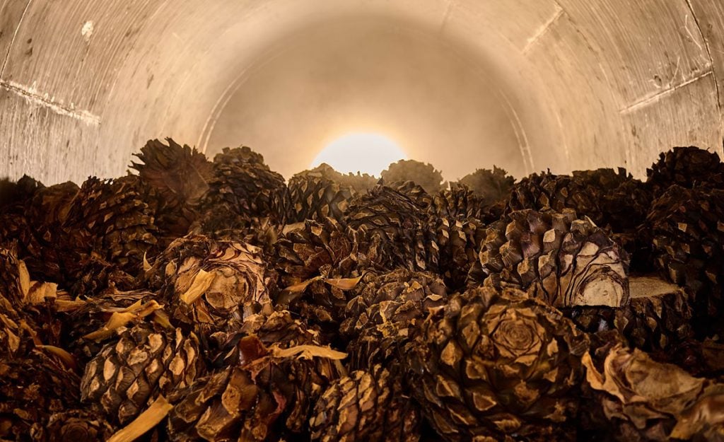 Agave about to be cooked in an autoclave