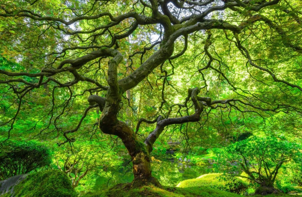 Mizunara Oak comes from beautiful trees