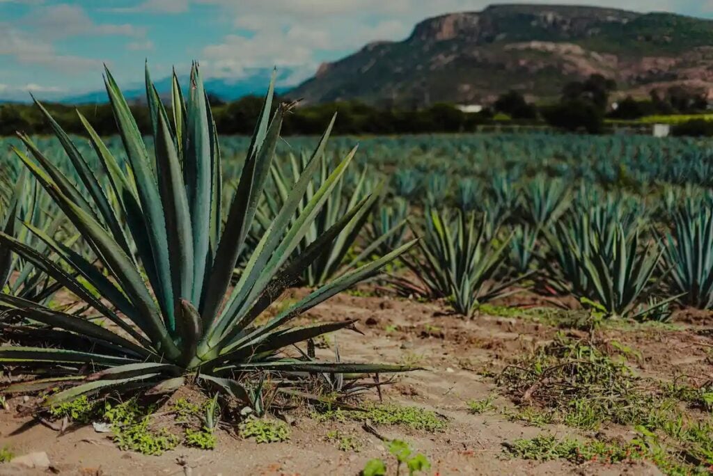 Agave plants are the key to mezcal, Tequila, and more
