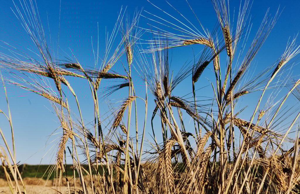 Whisky is agriculture 