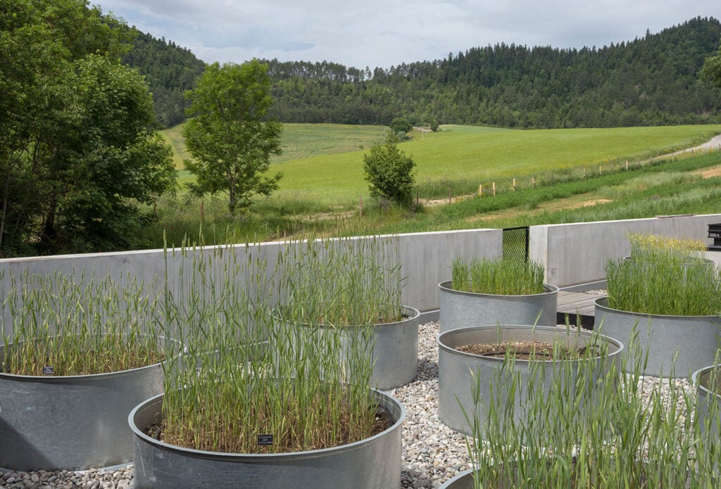 The Domaine des Hautes Glaces grain nursery, where new strains are tested for reliability and flavour compatiablity