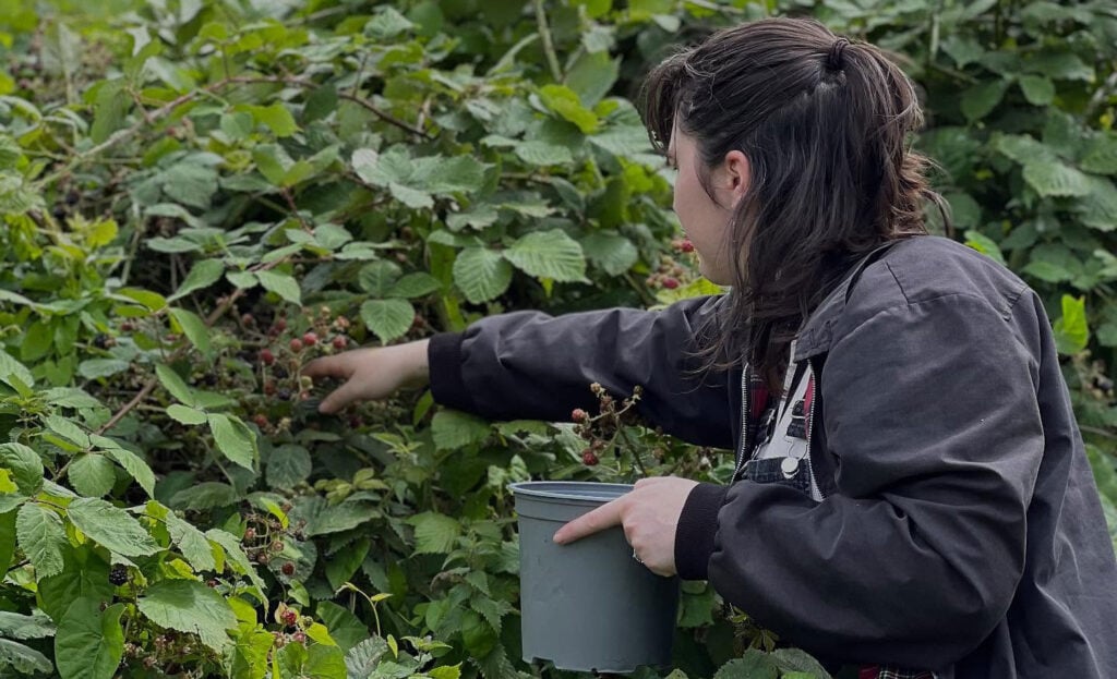 A woman forages fruit in the Stillgarden garden