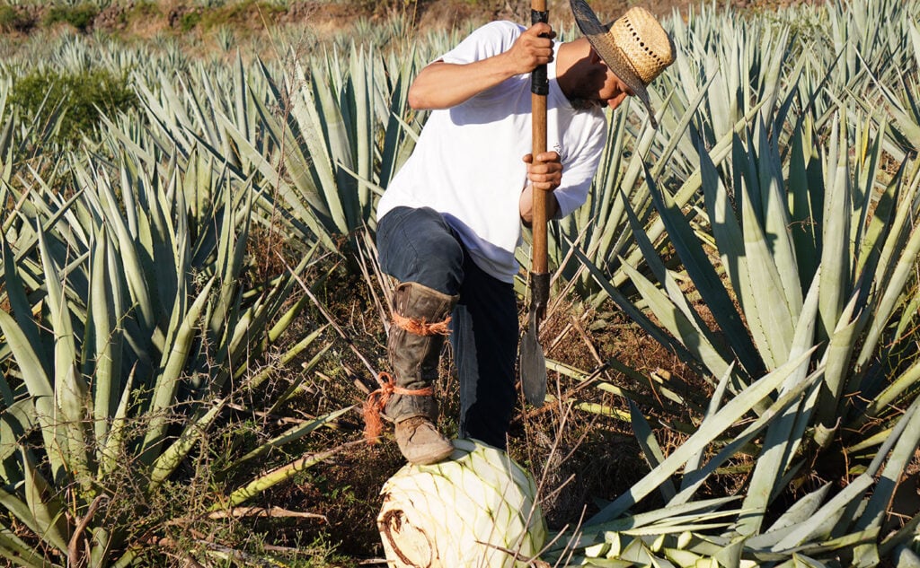 A Jimador cuts agave