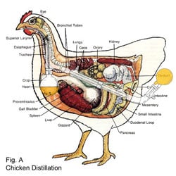 Inner Workings of a Chicken Still