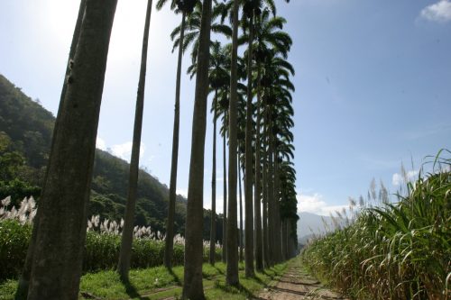 Santa Teresa