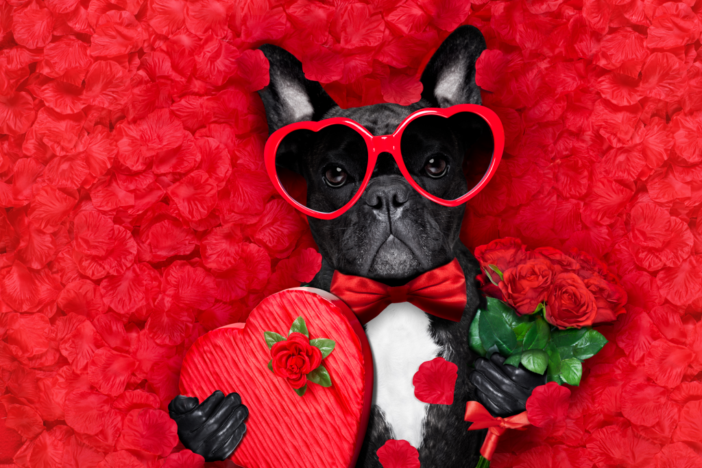 Dog lying on a bed of red hearts