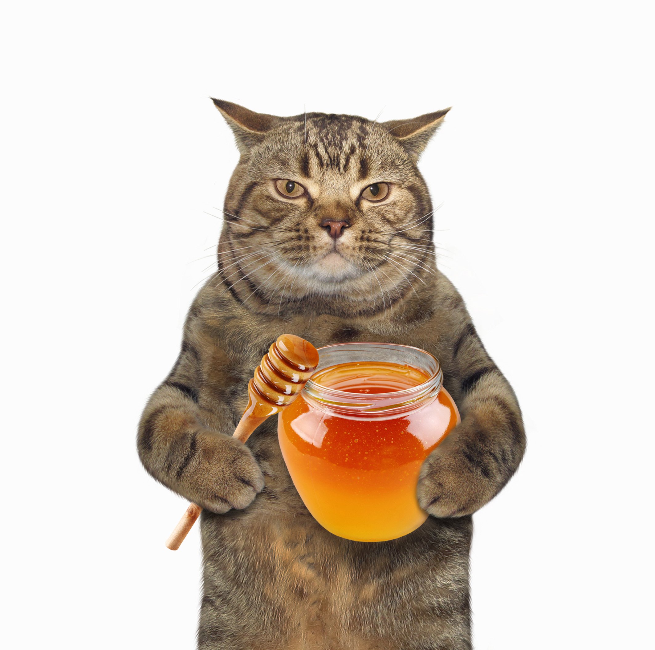 cat with honey