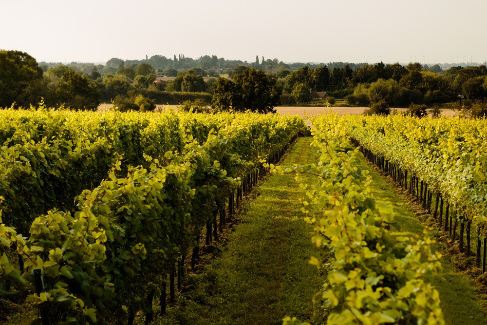 Gusbourne