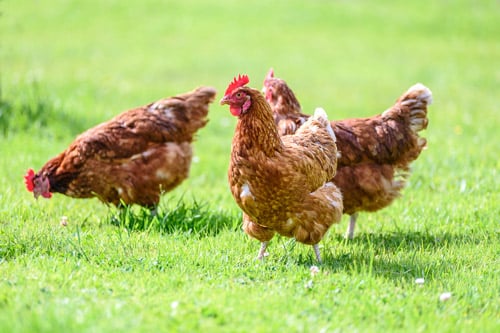 chickens