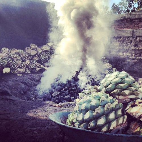 Agave