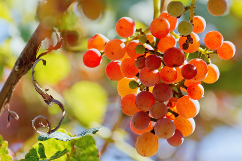 Gewurztraminer