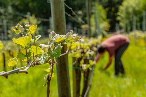 Grape vines