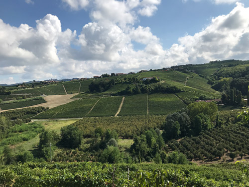 Vineyard