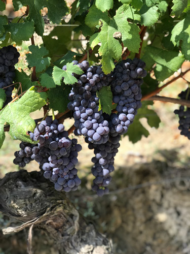 Grapes