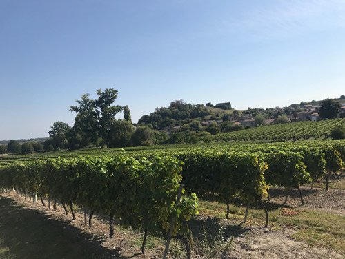 Vineyard