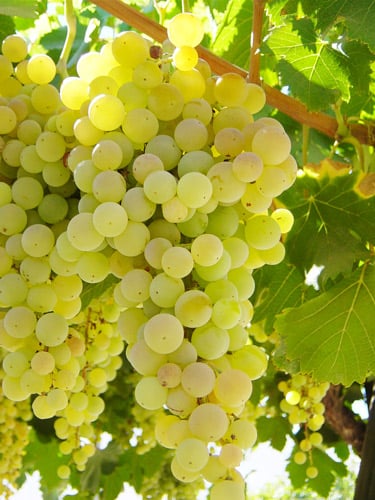 Pisco