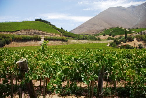 Pisco
