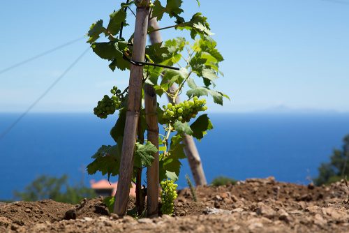 Fortified wine