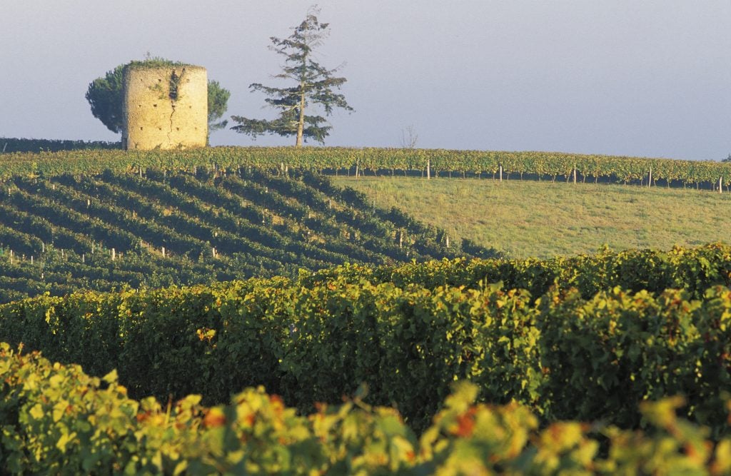 Armagnac vineyards