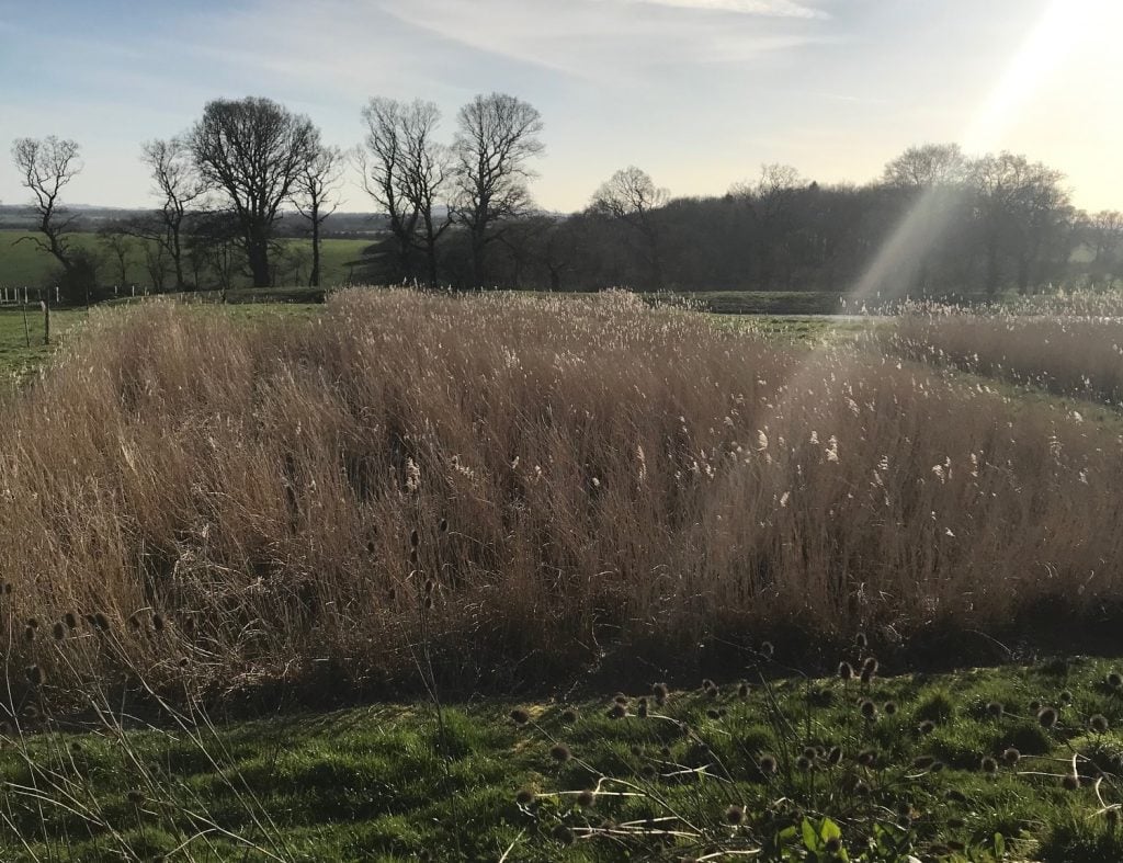 Reeds at Ramsbury