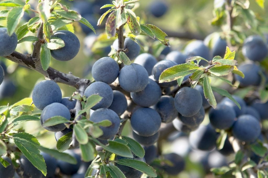 Sloe gin