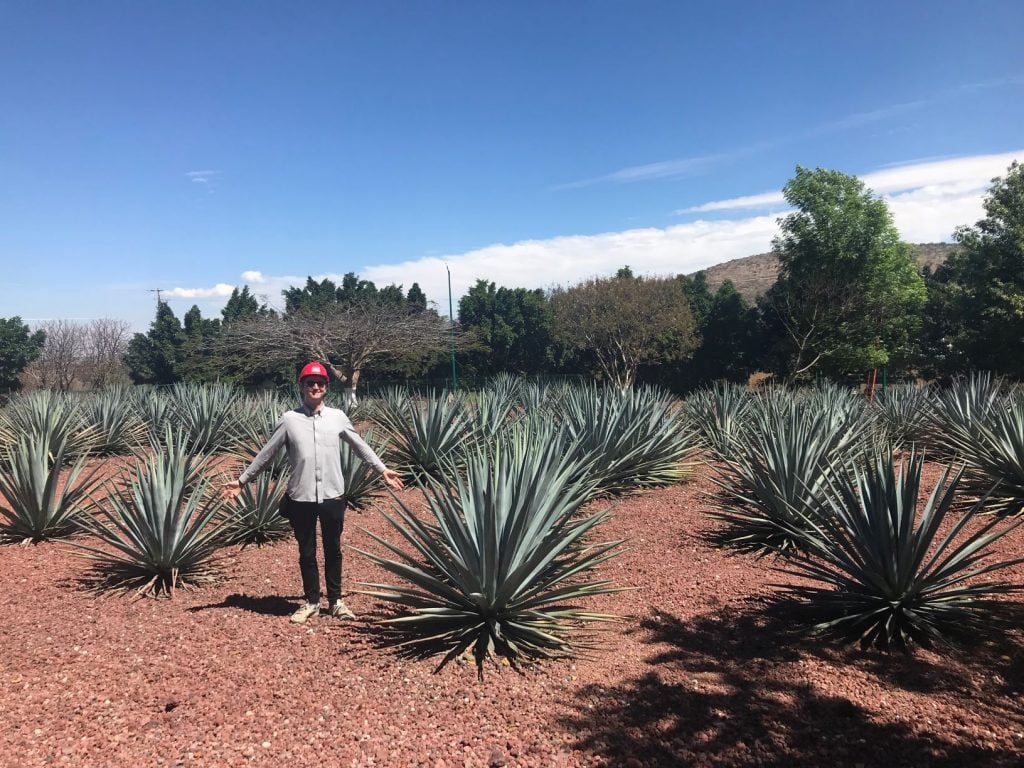 Blur agave