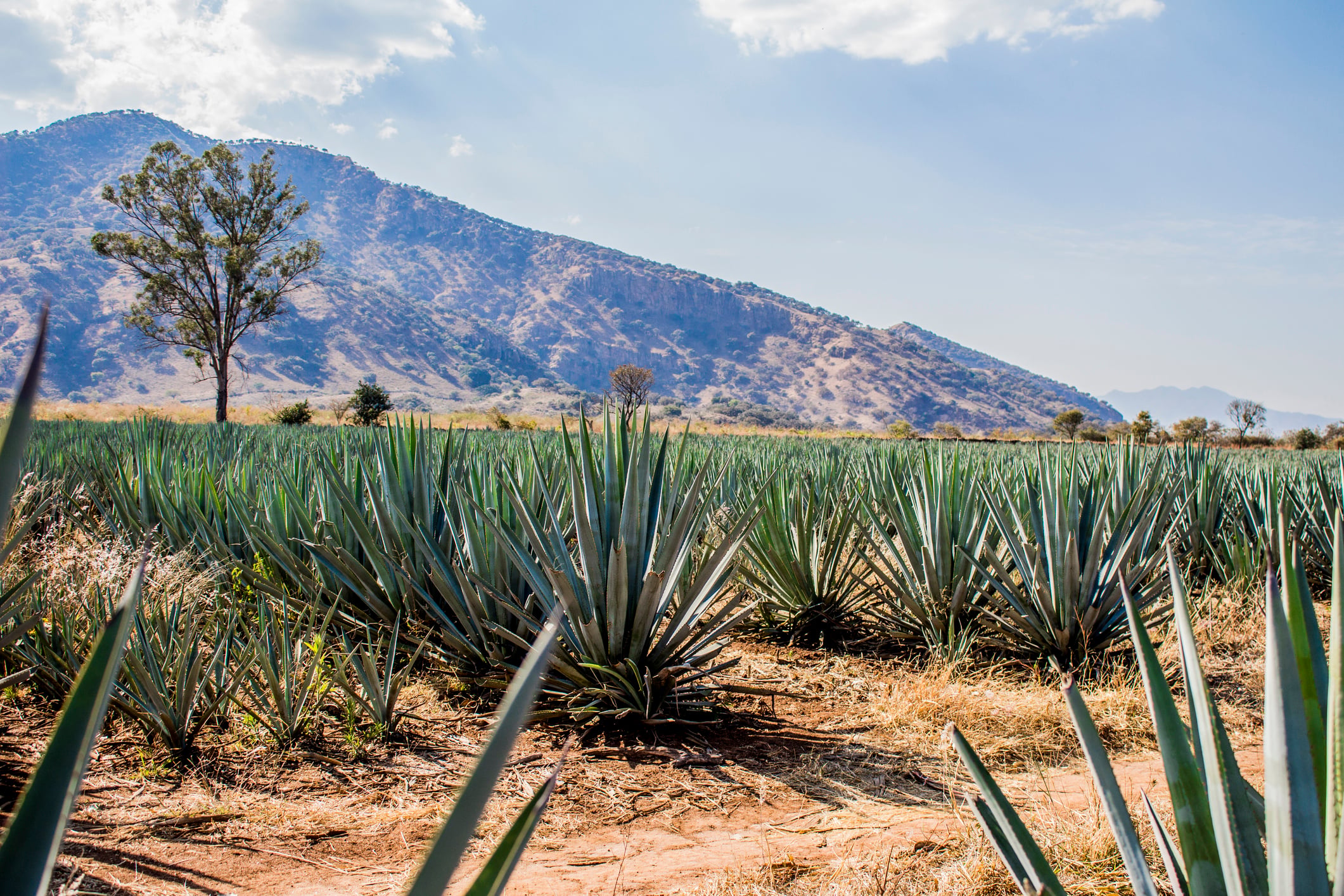 5 Things You Should Know About Agave | Master of Malt blog