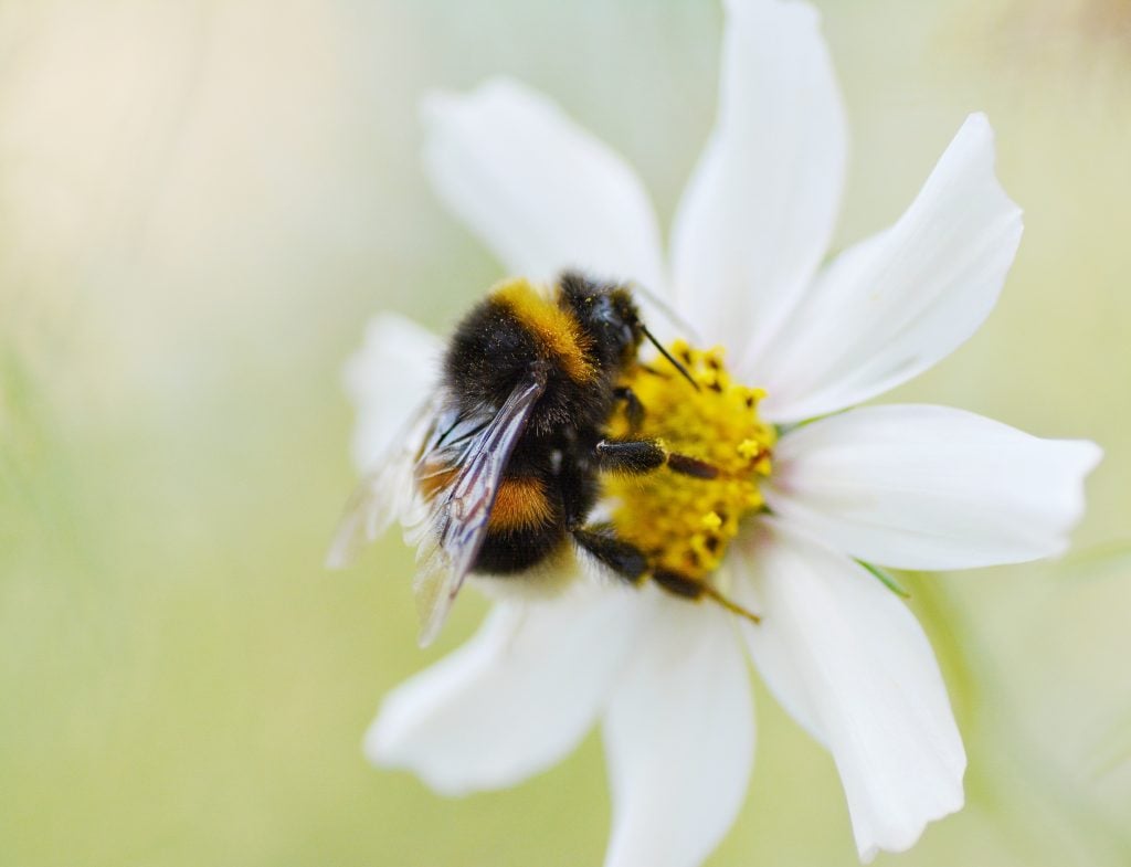 Save the bees!