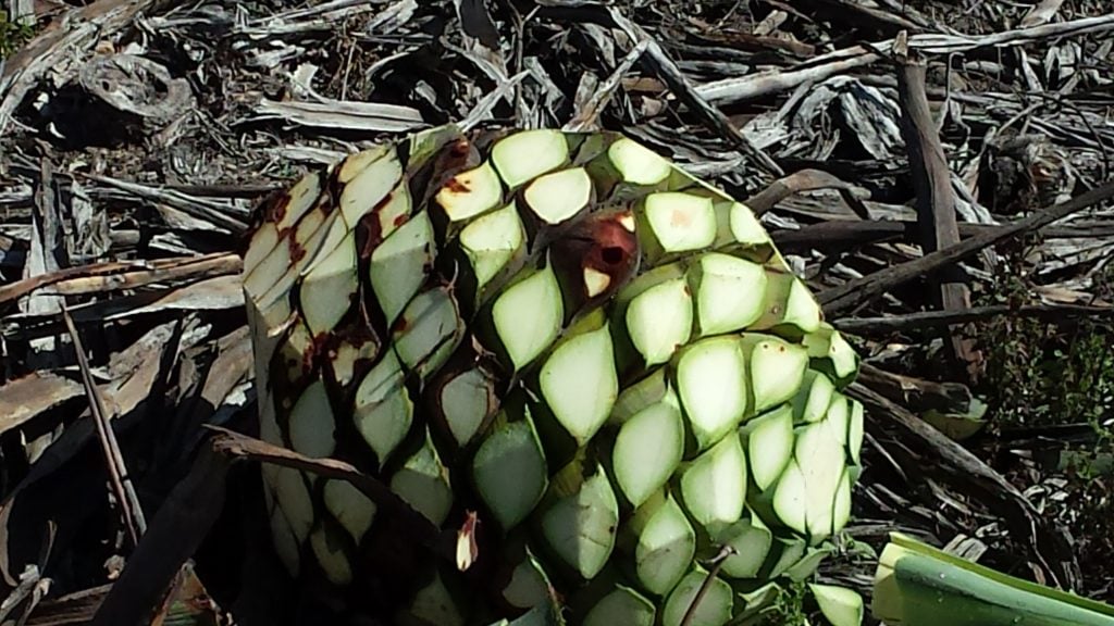 La Magueyra 2014