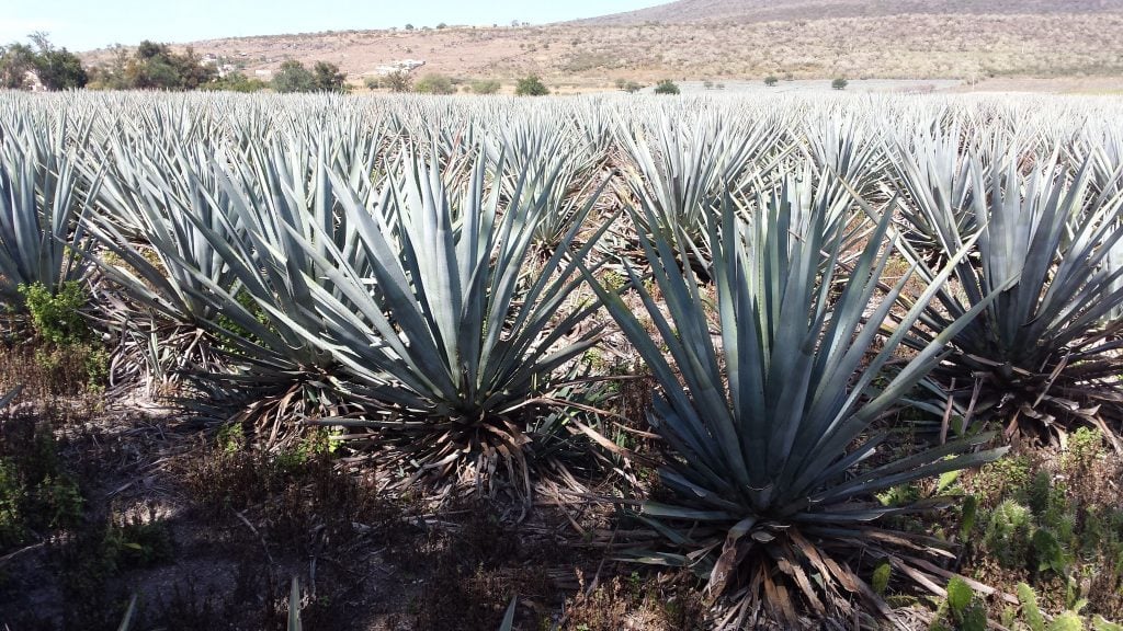 La Magueyra 2014