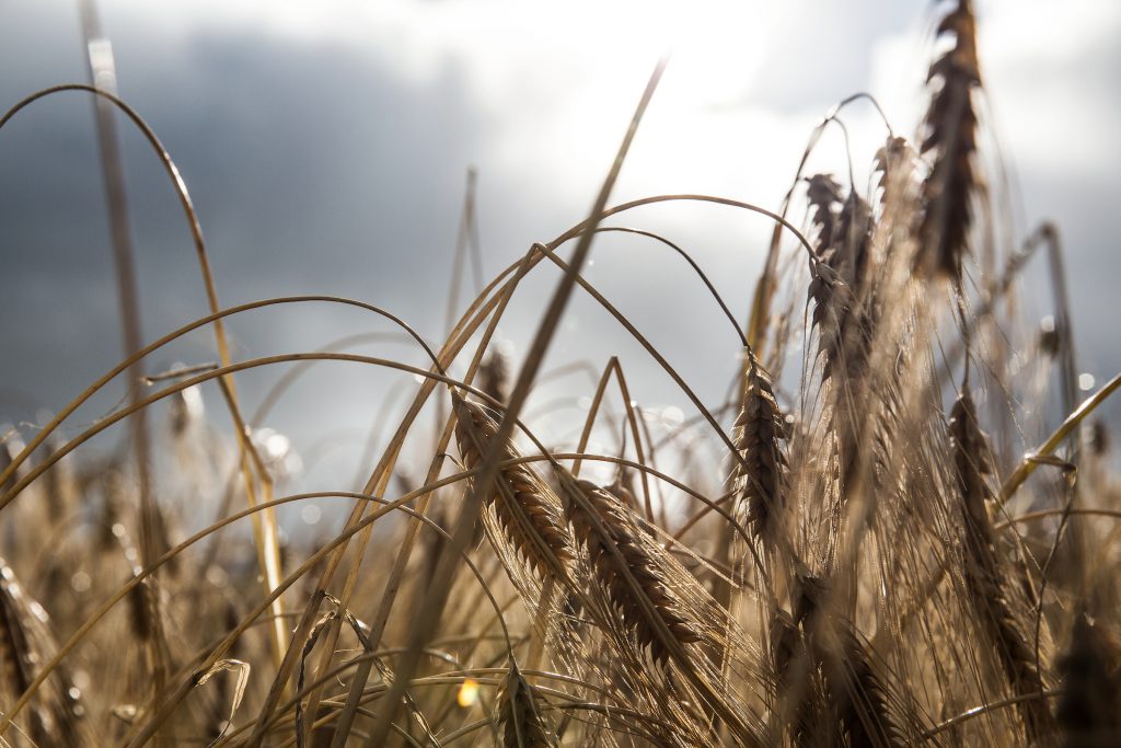 Bruichladdich's Bere Barley