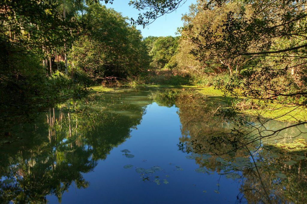 Rainforest, Byron Bay Region