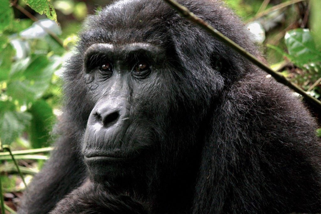 Gorilla Spirits Co.