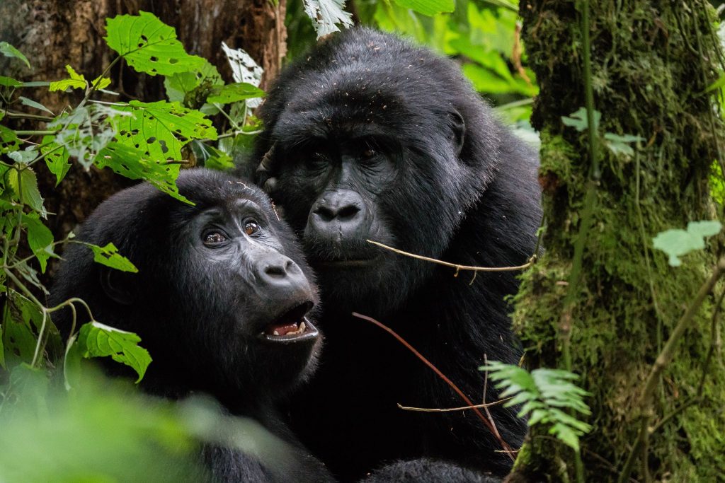 Gorilla Spirits Co.