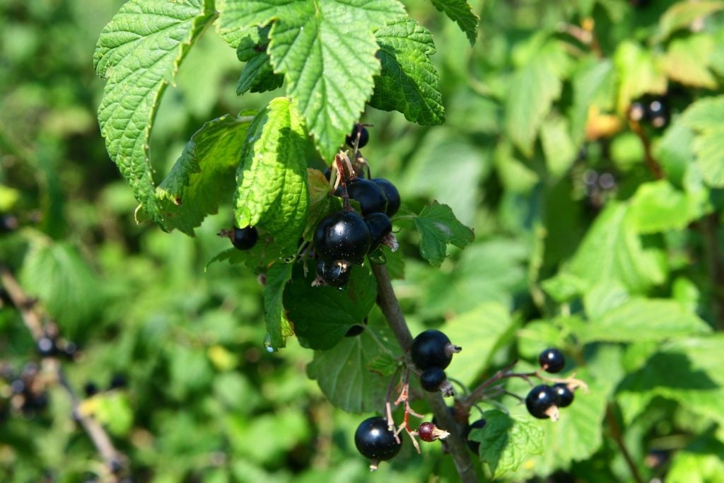 crème de cassis