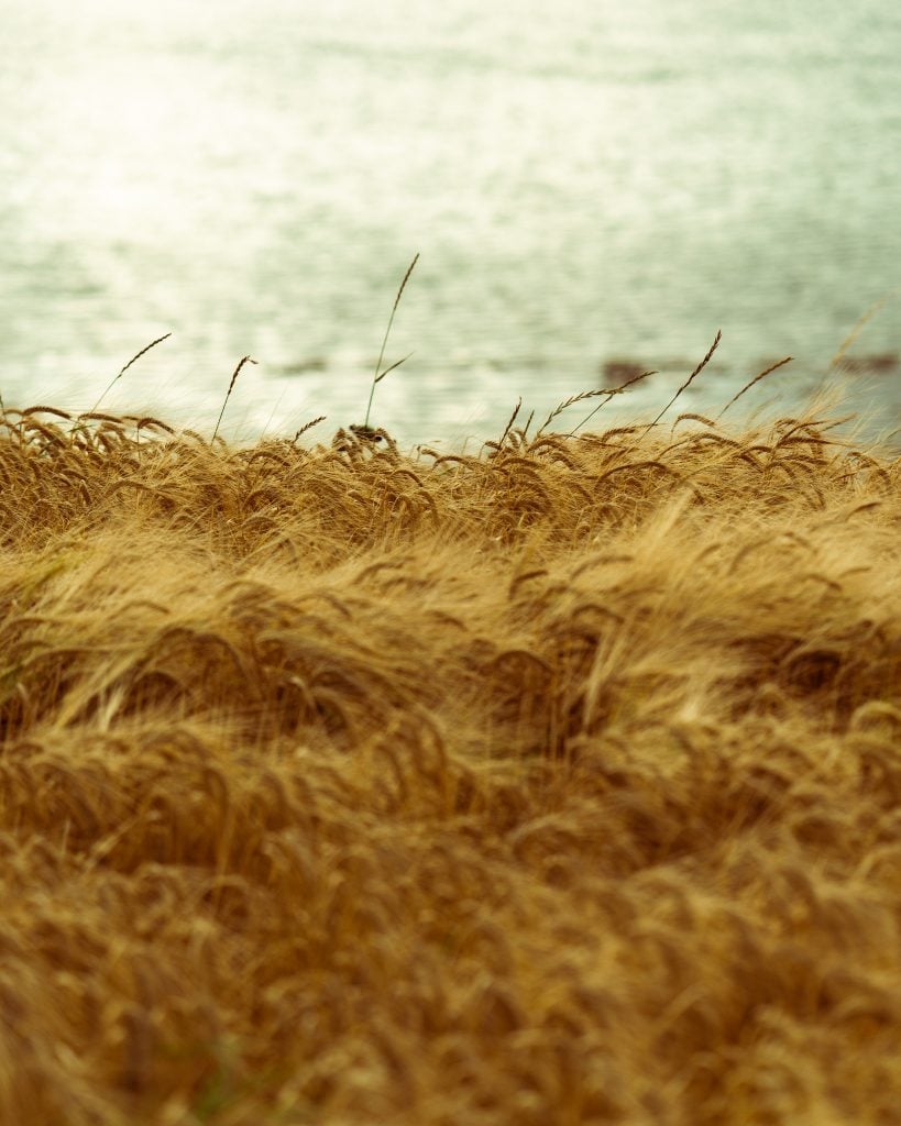 Whisky is made from grains