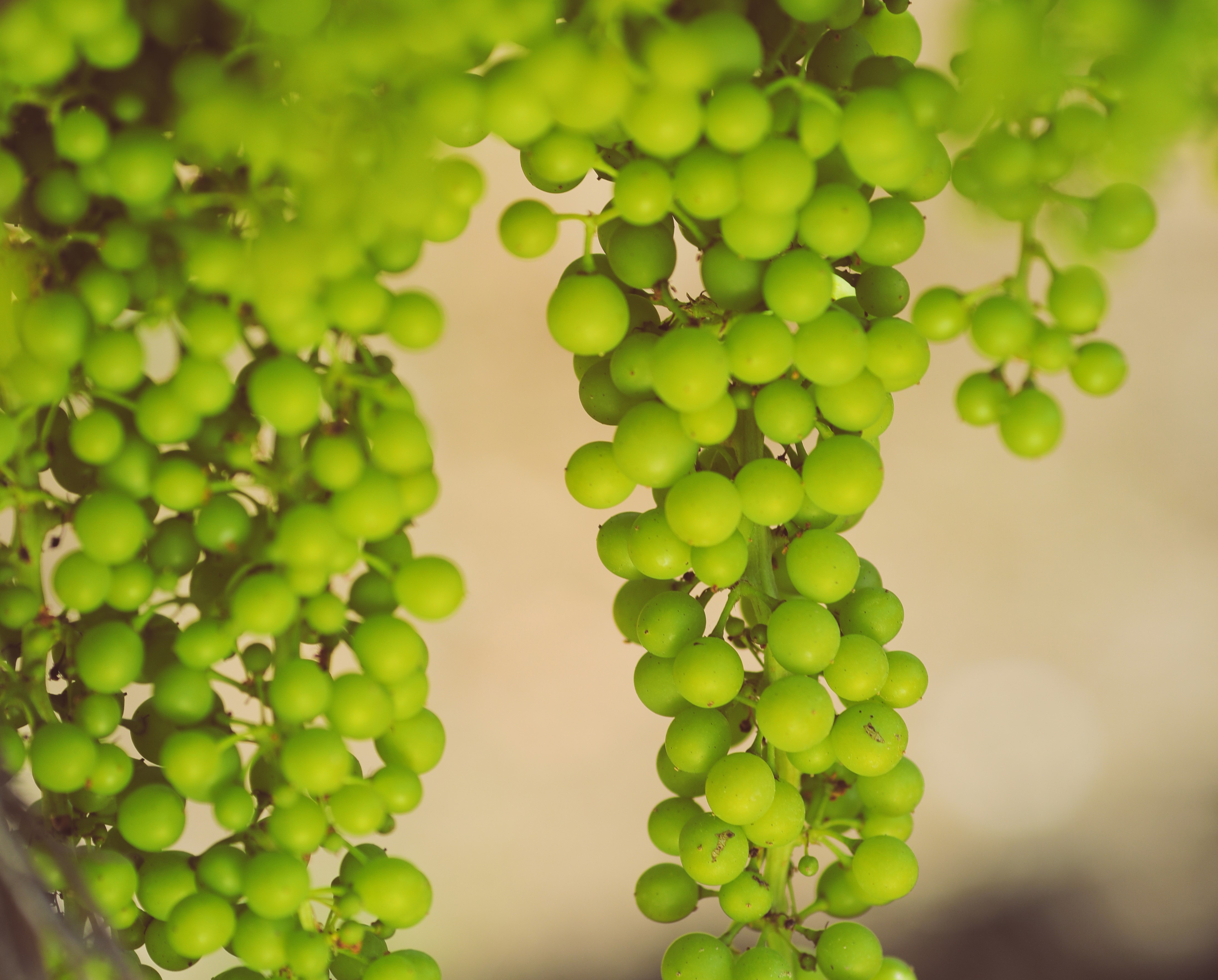 Grape Remy Rémy Martin Trials Climate Change-Ready Grapes | Master of Malt blog